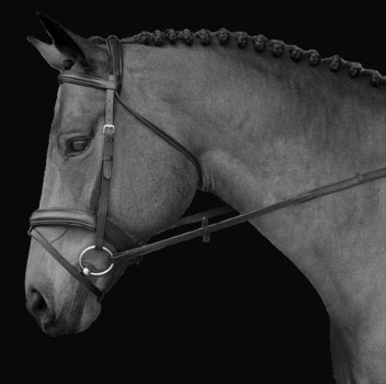 Example showing a horse bridle.