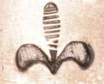 Artist hallmark symbol of Bessie Vacit, Zuni Pueblo Artist